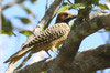 Fernandina's Flicker (Colaptes fernandinae) - Cuba