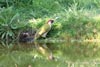 European Green Woodpecker (Picus viridis) - France