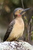 Pic des rochers (Colaptes rupicola) - Prou