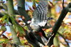 Great Spotted Woodpecker (Dendrocopos major) - France