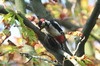 Great Spotted Woodpecker (Dendrocopos major) - France