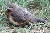 Rufous-necked Wryneck (Jynx ruficollis) - Ethiopia