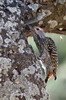 Cardinal Woodpecker (Dendropicos fuscescens) - Ethiopia