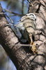 Bearded Woodpecker (Dendropicos namaquus) - Ethiopia