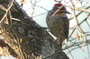 Nubian Woodpecker (Campethera nubica) - Ethiopia