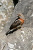 Rufous-necked Wryneck (Jynx ruficollis) - Ethiopia