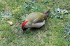 Pic vert (Picus viridis) - France