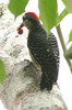 Black-cheeked Woodpecker (Melanerpes pucherani) - Mexico
