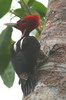 Pic  bec clair (Campephilus guatemalensis) - Mexique