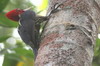 Pale-billed Woodpecker (Campephilus guatemalensis) - Mexico