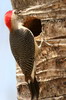 Golden-fronted Woodpecker (Melanerpes aurifrons) - Mexico