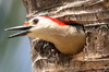 Golden-fronted Woodpecker (Melanerpes aurifrons) - Mexico