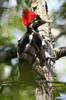 Lineated Woodpecker (Hylatomus lineatus) - Mexico
