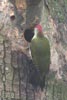 European Green Woodpecker (Picus viridis) - France