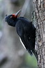 Magellanic Woodpecker (Campephilus magellanicus) - Argentina