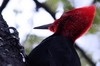 Magellanic Woodpecker (Campephilus magellanicus) - Argentina