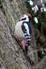 Middle Spotted Woodpecker (Leiopicus medius) - France