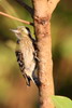 Grey-capped Woodpecker (Picoides canicapillus) - Cambodia