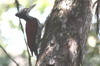 Greater Sri Lanka Flameback (Chrysocolaptes stricklandi) - Sri Lanka