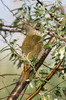 Grey-faced Woodpecker (Picus canus) - Romania