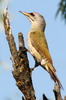 Grey-faced Woodpecker (Picus canus) - Romania