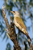 Grey-faced Woodpecker (Picus canus) - Romania