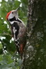 Middle Spotted Woodpecker (Leiopicus medius) - Romania