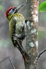 Pic m�diastin (Picus vittatus) - Malaisie