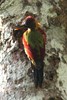 Pic grenadin (Picus puniceus) - Malaisie