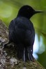 Pic de Guadeloupe (Melanerpes herminieri) - Guadeloupe