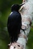 Pic de Guadeloupe (Melanerpes herminieri) - Guadeloupe