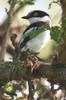 Western Black-headed Batis (Batis erlangeri) - Ethiopia