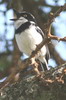 Western Black-headed Batis (Batis erlangeri) - Ethiopia