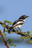 Grey-headed Batis (Batis orientalis) - Ethiopia