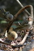 Red Fody (Foudia madagascariensis) - Madagascar