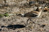 White-browed Sparrow-weaver (Plocepasser mahali) - Botswana
