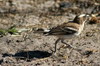 Mahali  sourcils blancs (Plocepasser mahali) - Botswana