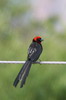 Red-cowled Widowbird (Euplectes laticauda) - Ethiopia