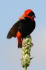 Northern Red Bishop (Euplectes franciscanus) - Ethiopia