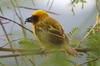 Tisserin de Rppell (Ploceus galbula) - Ethiopie