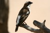 White-browed Sparrow-weaver (Plocepasser mahali) - Ethiopia