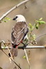 Alecto  tte blanche (Dinemellia dinemelli) - Ethiopie