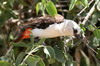 Alecto à tête blanche (Dinemellia dinemelli) - Ethiopie
