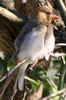 Anaplecte à ailes rouges (Anaplectes leuconotos) - Ethiopie