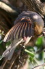 Northern Red-headed Weaver (Anaplectes leuconotos) - Ethiopia