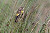 Euplecte  croupion jaune (Euplectes capensis) - Ethiopie