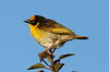 Baglafecht Weaver (Ploceus baglafecht) - Ethiopia