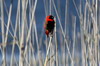 Southern Red Bishop (Euplectes orix) - South Africa