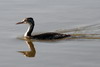 Great Crested Grebe (Podiceps cristatus) - France