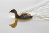 Little Grebe (Tachybaptus ruficollis) - France